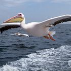 African Pelican