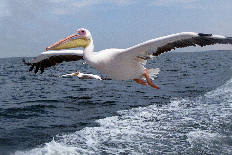 African Pelican