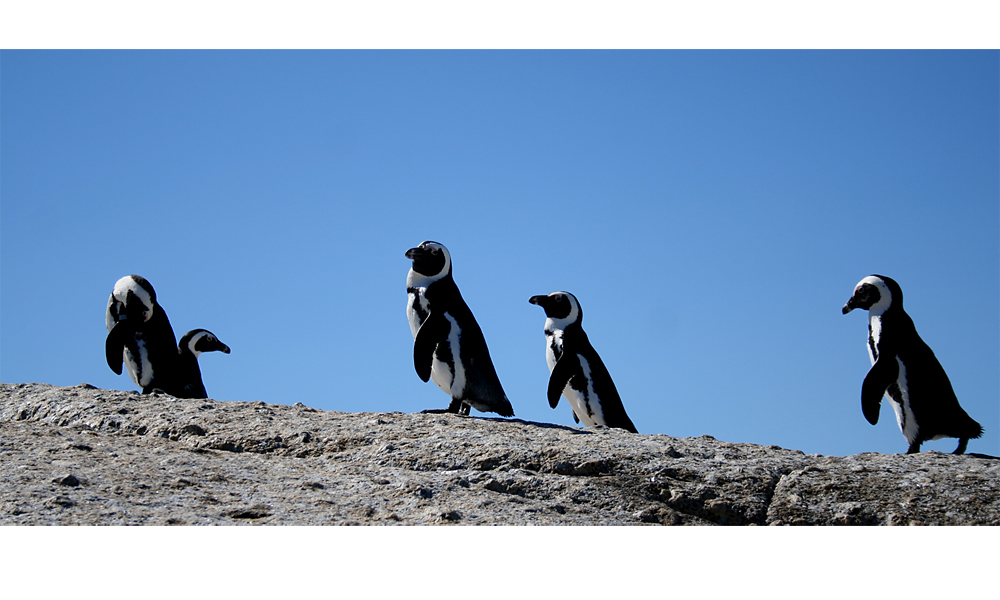 African Penguin