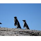 African Penguin