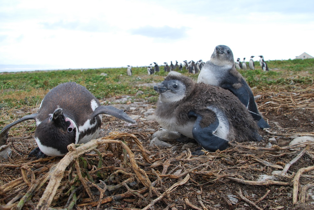 African Pinguin Algoa Bay, Entwiklungshilfe