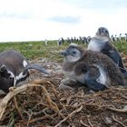 African Pinguin Algoa Bay, Entwiklungshilfe