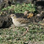 African pipit