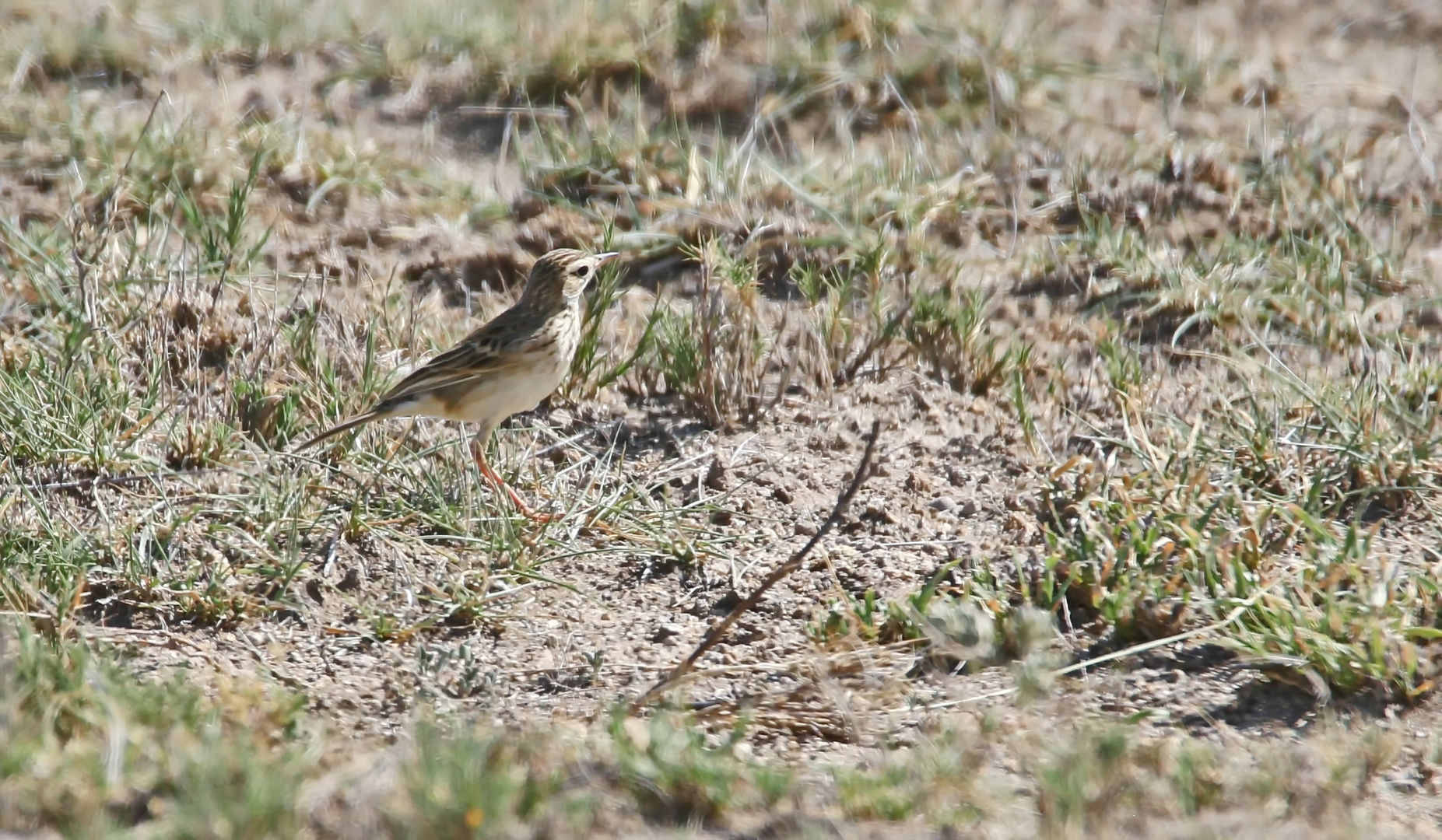 African Pipit,Anthus cinnamomeus lacuum,Zimtspornpieper