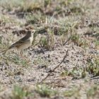 African Pipit,Anthus cinnamomeus lacuum,Zimtspornpieper