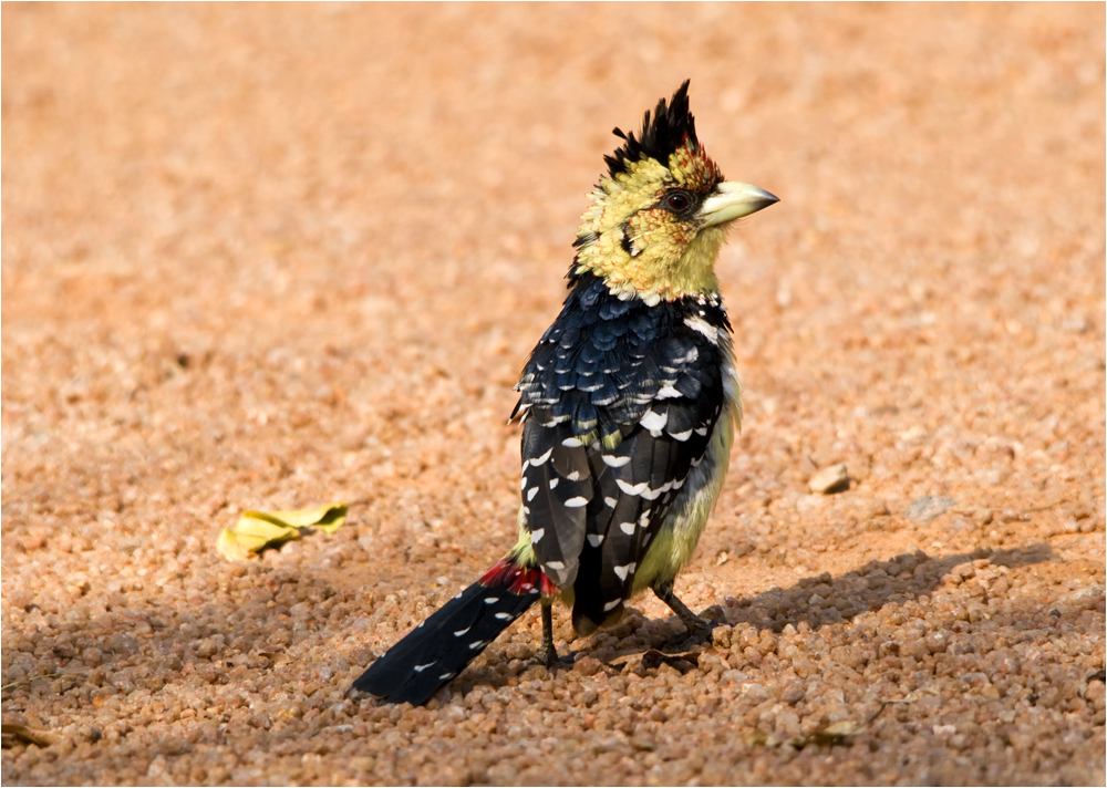 "African Punk"