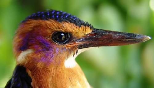 African pygmy Kingfisher