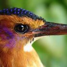 African pygmy Kingfisher