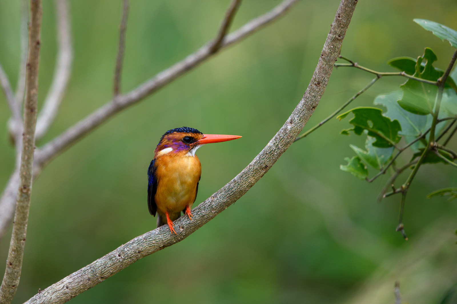 African pygmy kingfisher (Erzfischer), Murchison Falls, Uganda