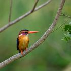 African pygmy kingfisher (Erzfischer), Murchison Falls, Uganda