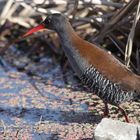 African Rail