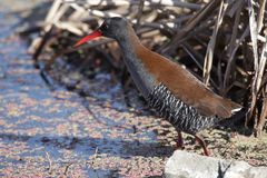 African Rail