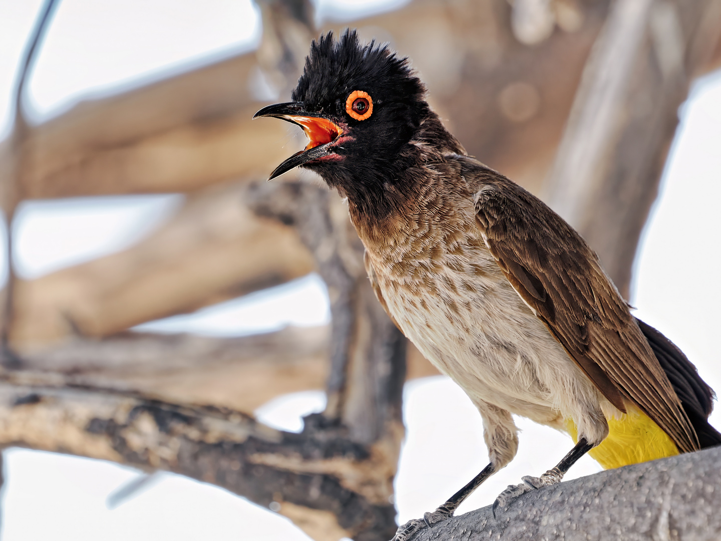 African Red-Eyed Bulbul