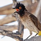 African Red-Eyed Bulbul