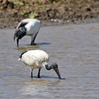 African sacred ibis