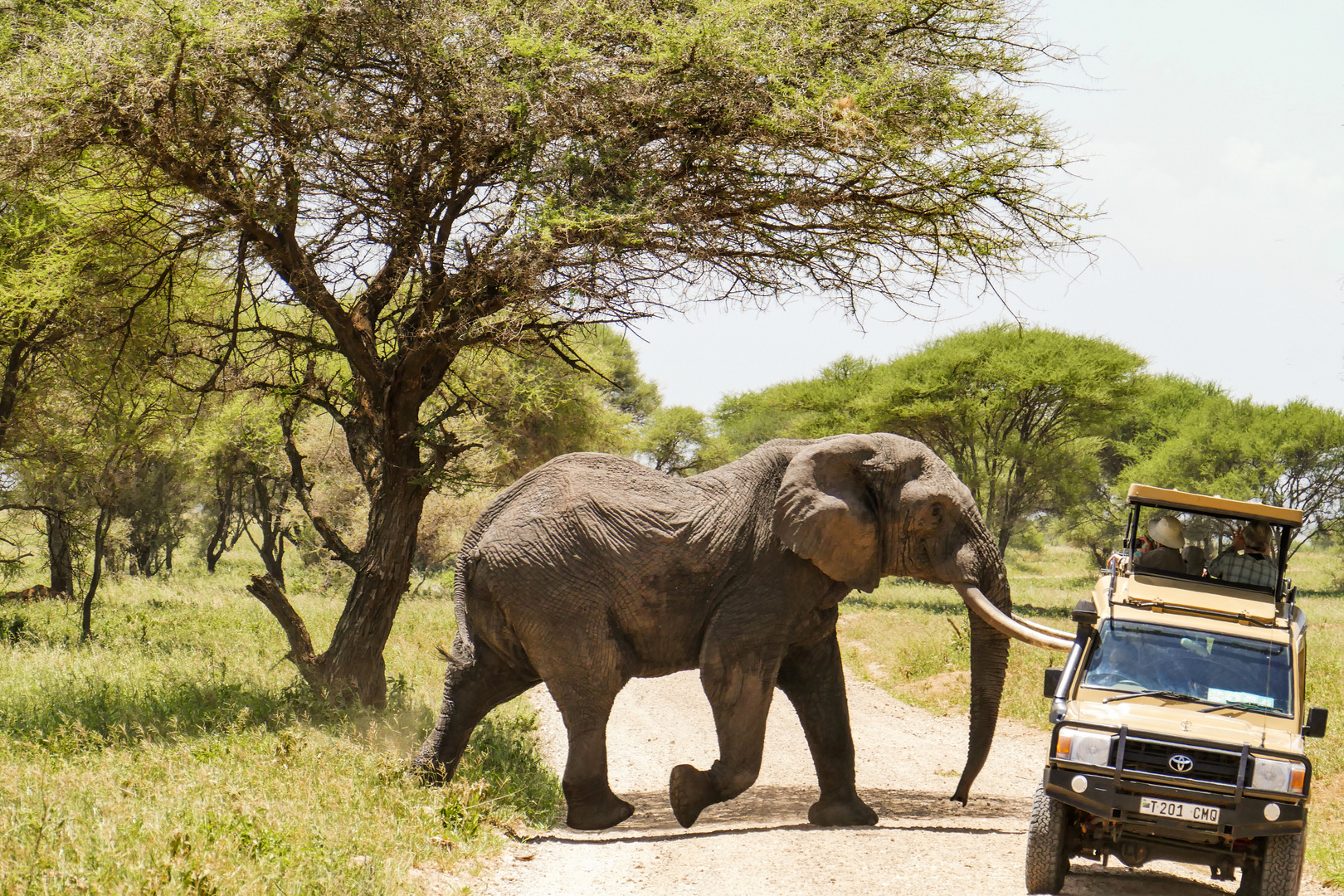 ...African Safari Dreams...