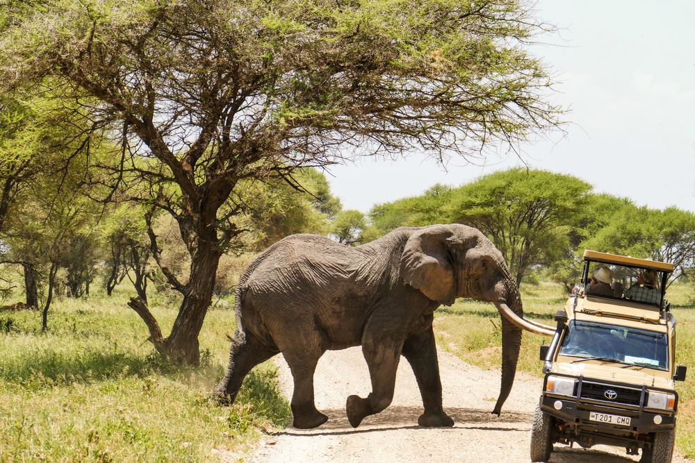 african safari dream