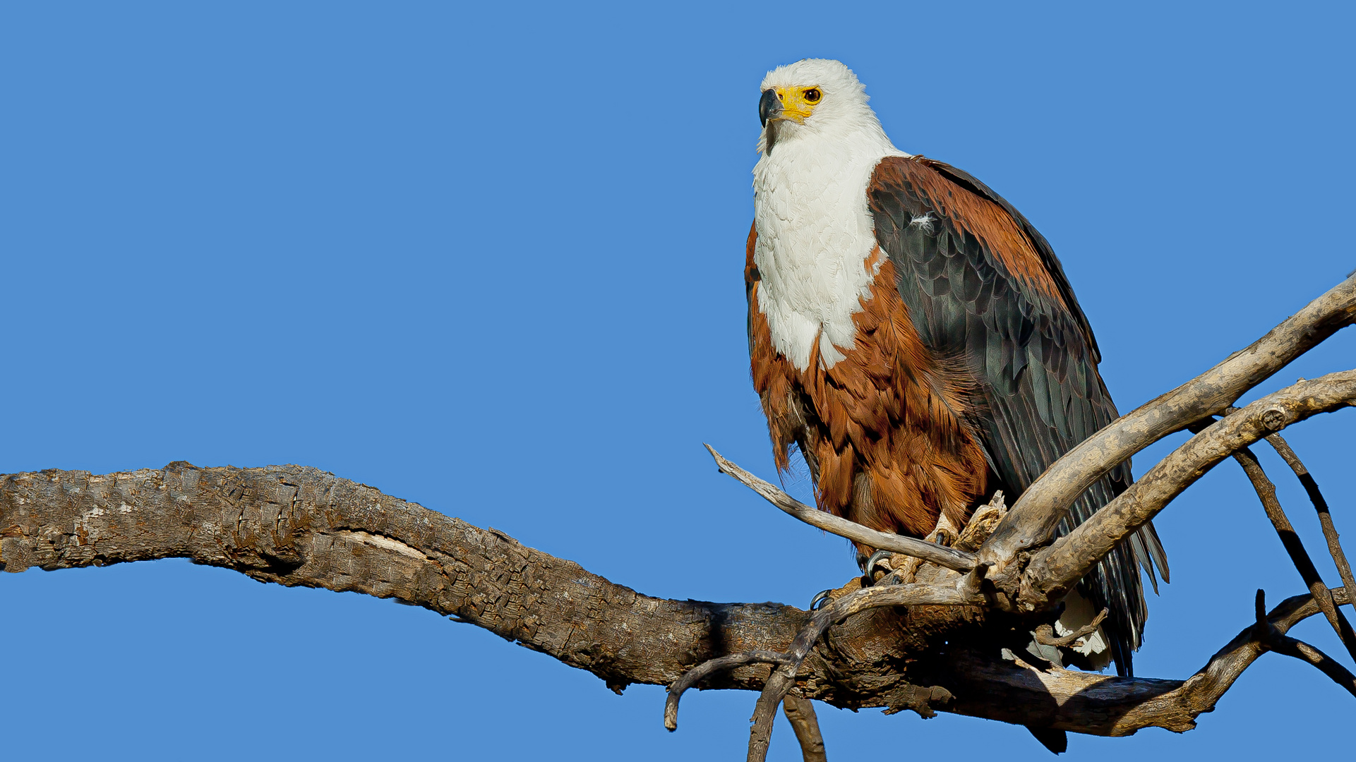 African Sea Eagle