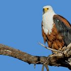 African Sea Eagle