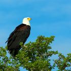 African Sea Eagle