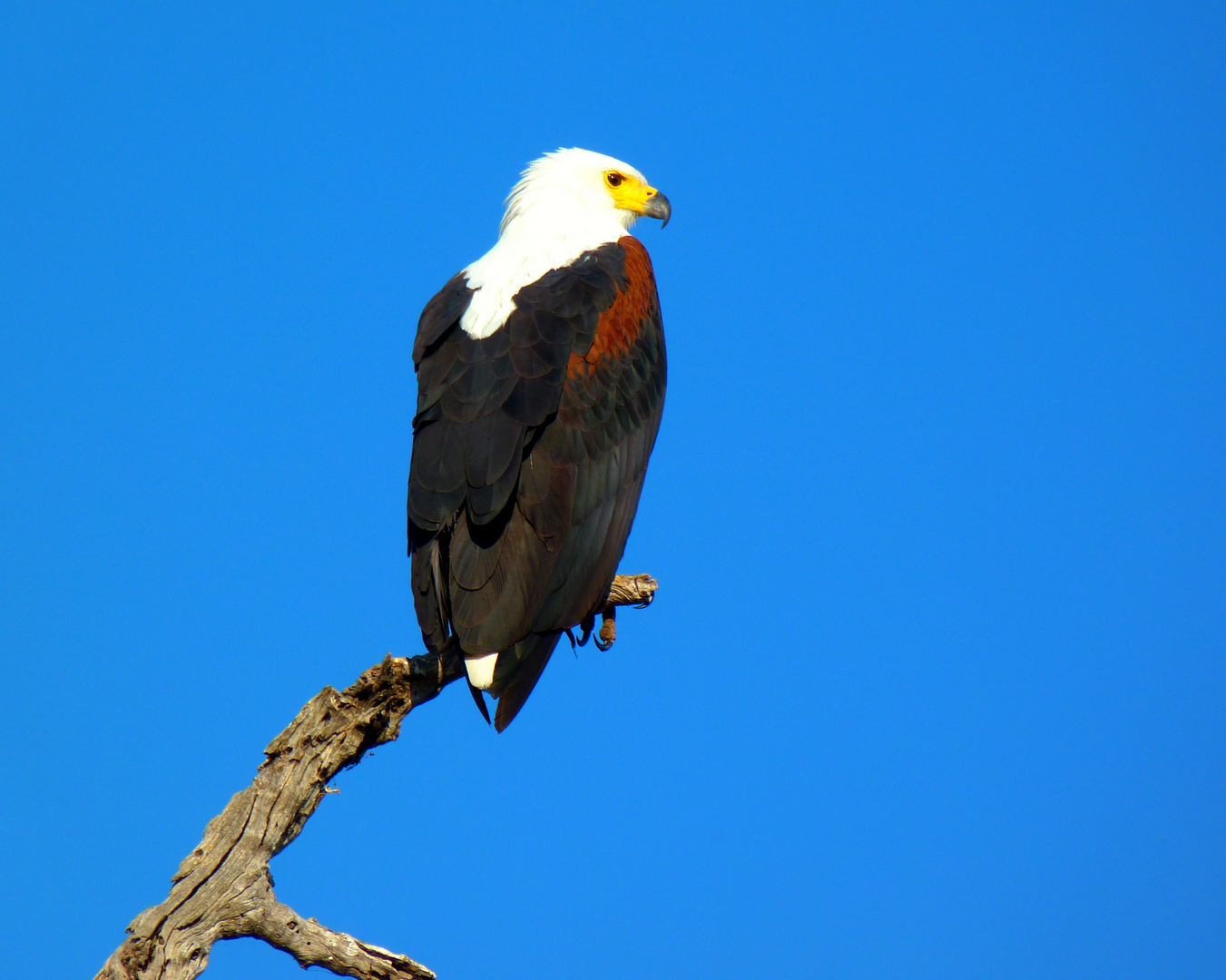 African-sea eagle..König der Lüfte...