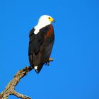 African-sea eagle..König der Lüfte...