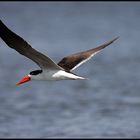 African Skimmer