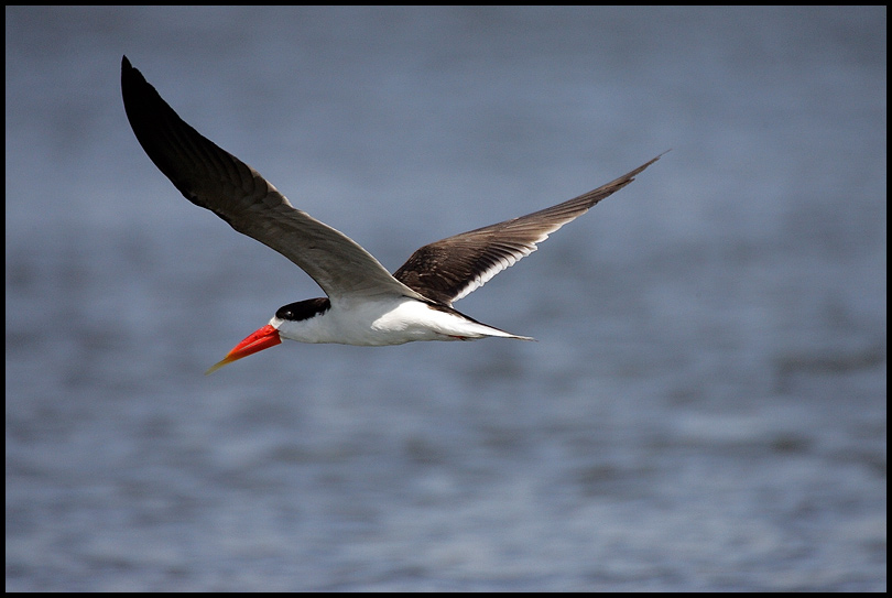 African Skimmer