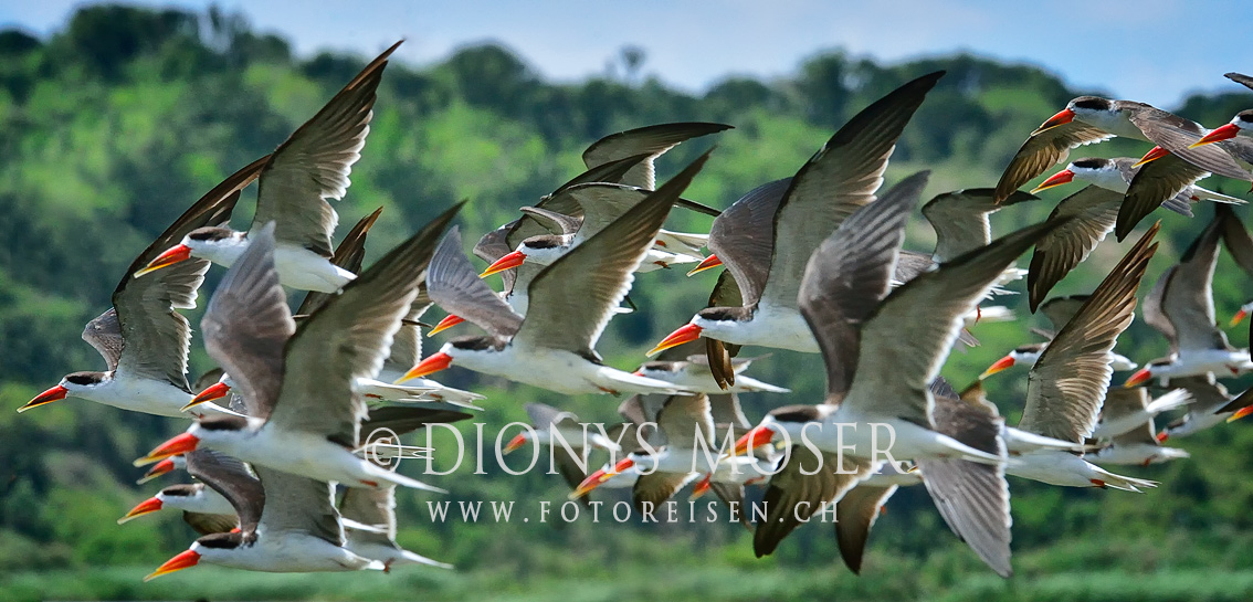 African Skimmer