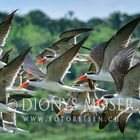 African Skimmer