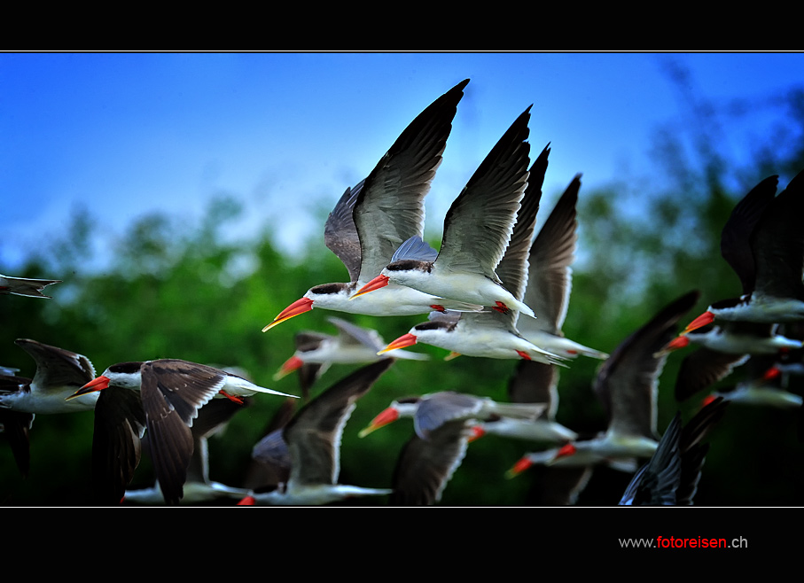 African Skimmer