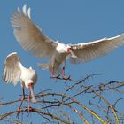 African Spoonbill