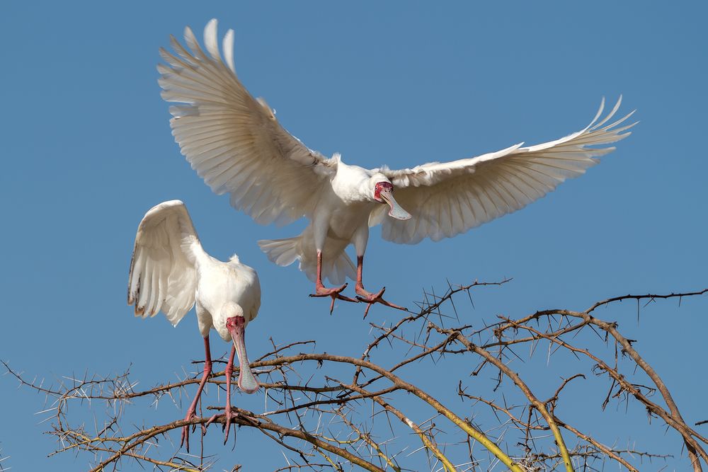 African Spoonbill