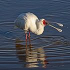 African Spoonbill ( Platalea alba )