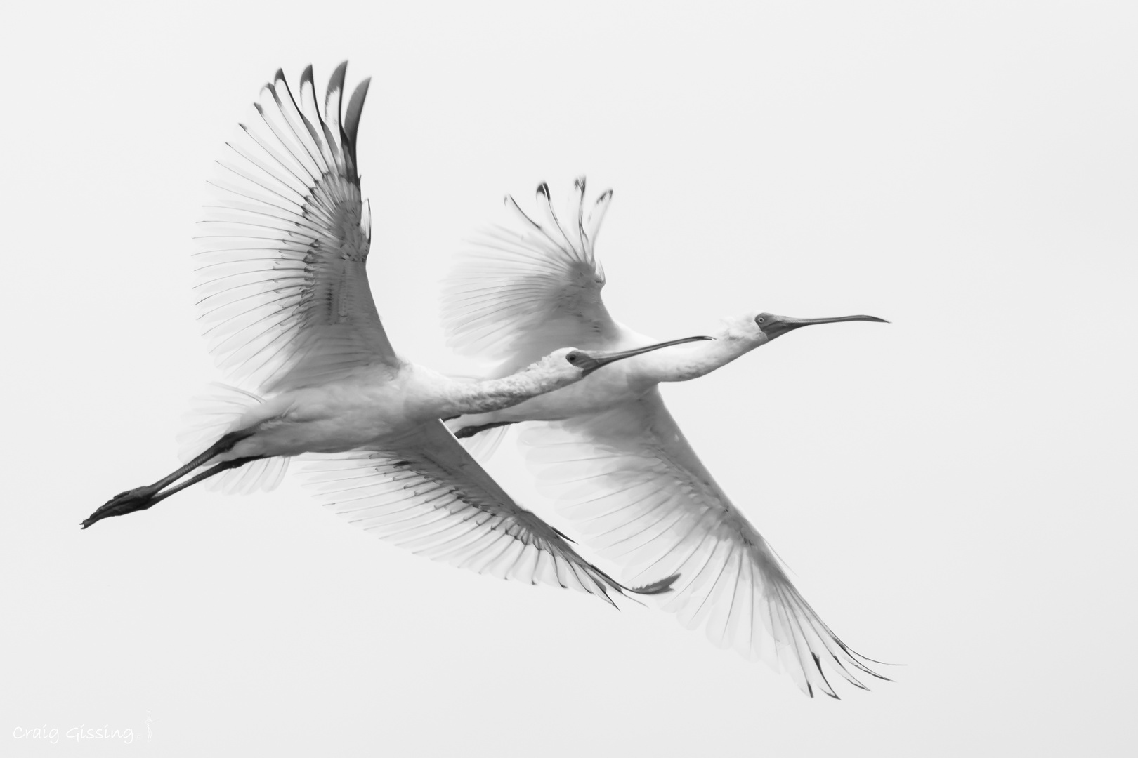 African Spoonbills in flight