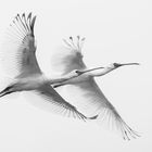 African Spoonbills in flight