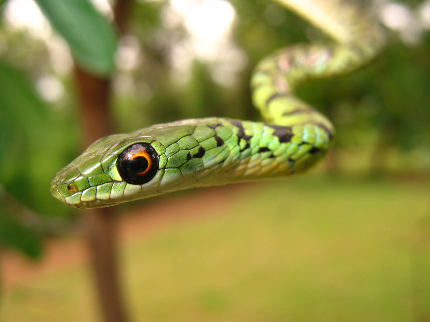 African spotted bush snake