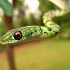 African spotted bush snake