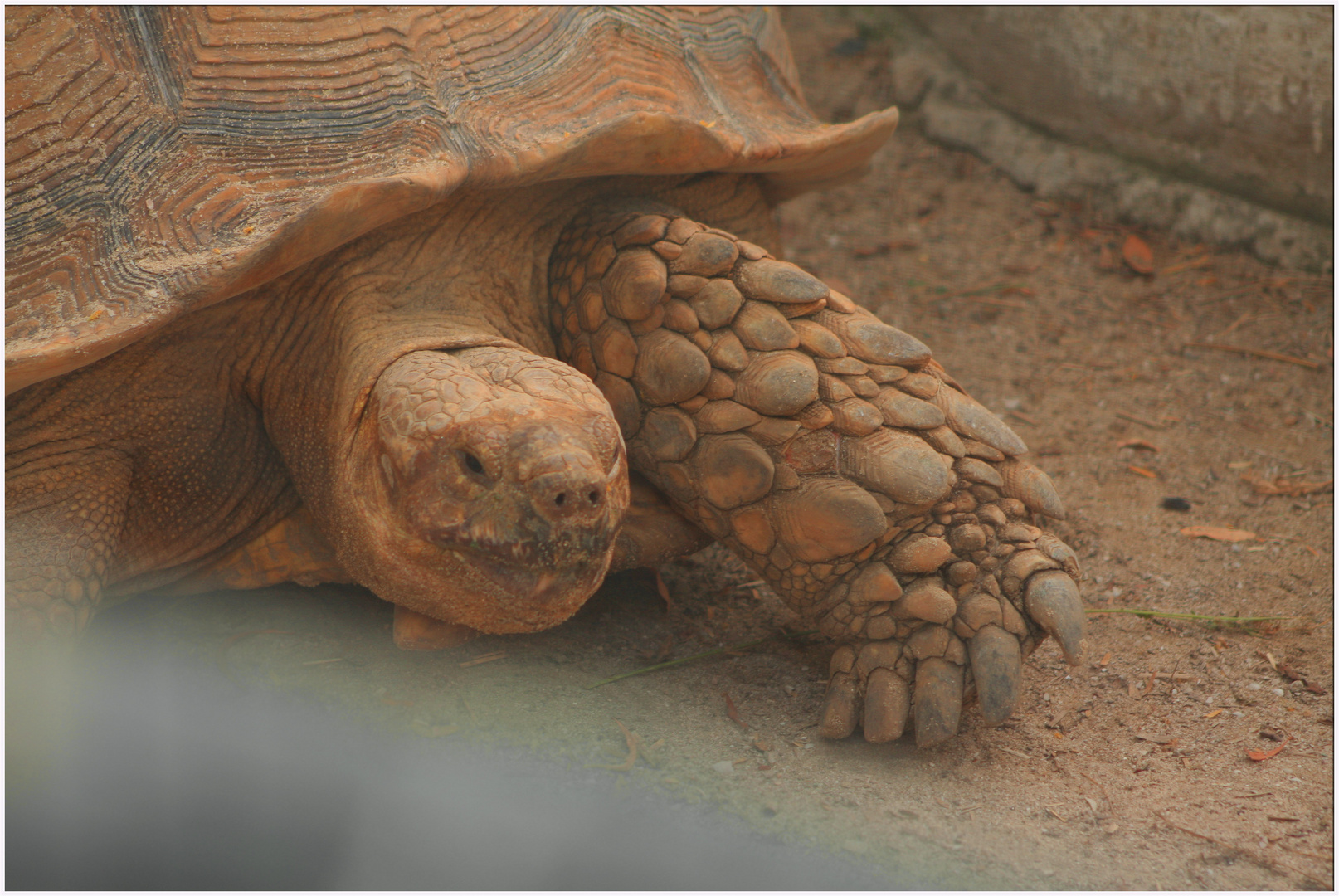 African Spurred Tortoise