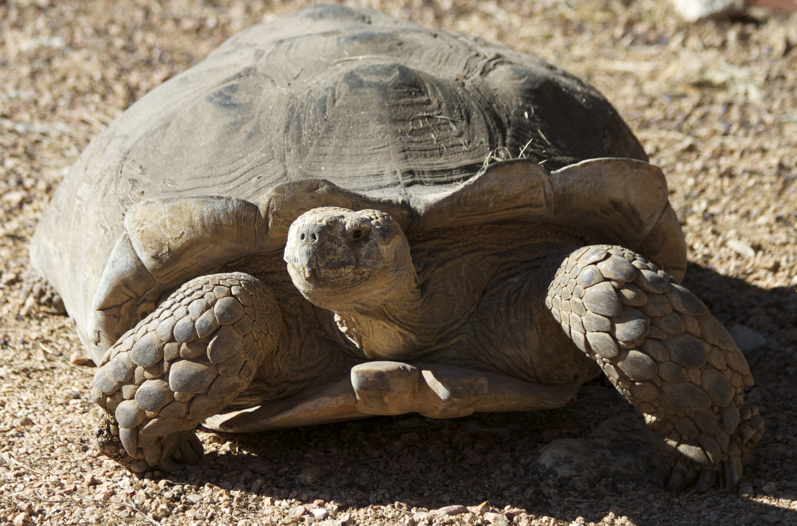 African Spurred Tortoise / Spornschildkröte