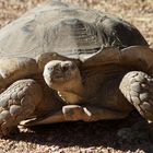 African Spurred Tortoise / Spornschildkröte