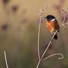 African Stonechat