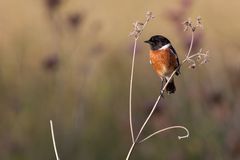 African Stonechat