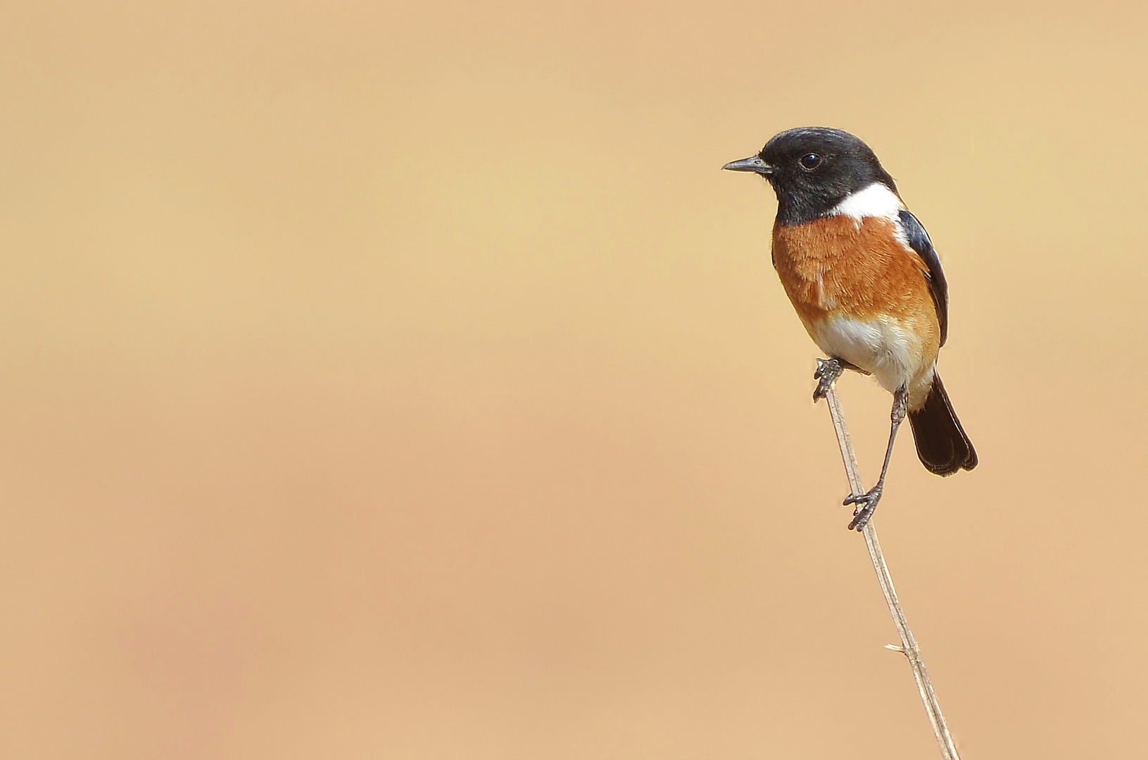 African Stonechat