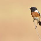 African Stonechat