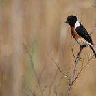 African Stonechat (M)