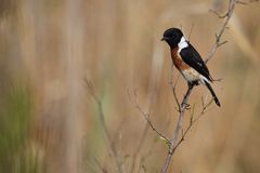 African Stonechat (M)