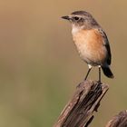 African Stonechat Weibchen