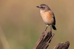 African Stonechat Weibchen