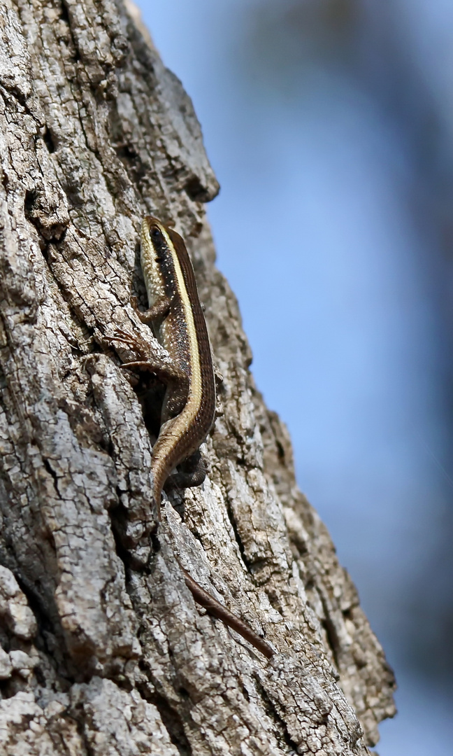 African striped mabuya, Trachylepis striata